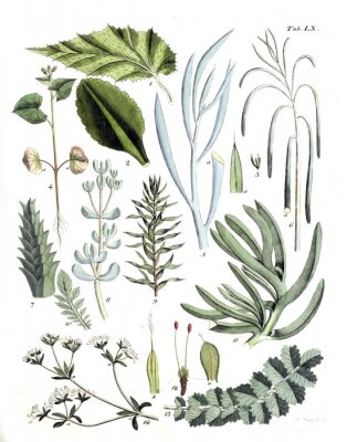 Poster Nummerierte grüne Pflanzen mit Blättern