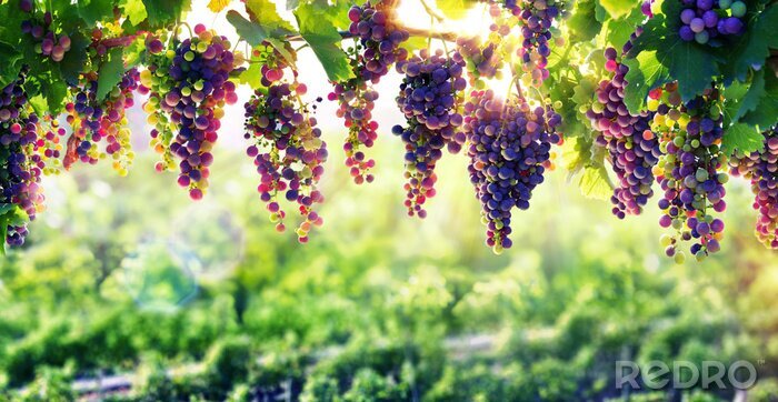 Poster Obst hängende Weintrauben