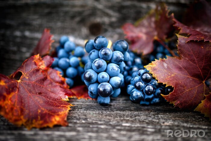 Poster Obst Weintrauben inmitten von Herbstblättern