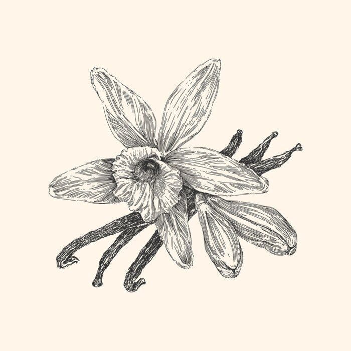 Poster Offene Orchidee minimalistische Skizze