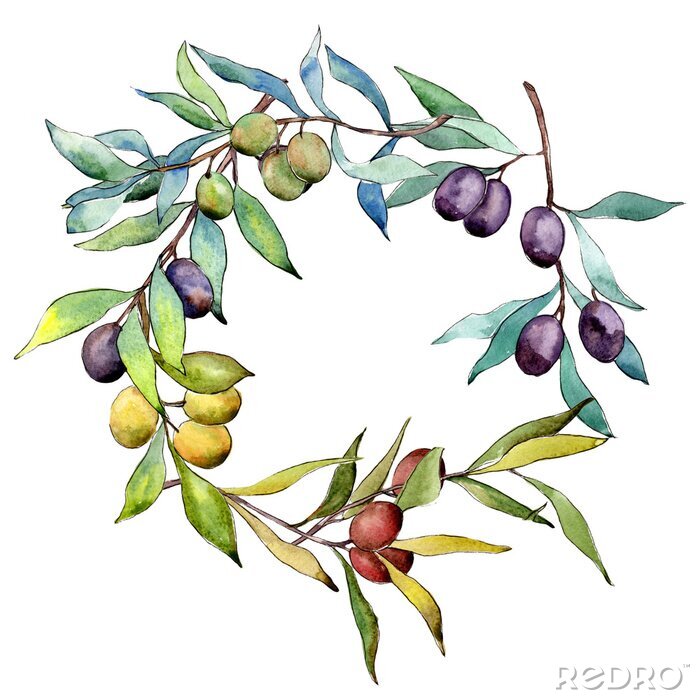 Poster Olivenbaum-Kranz in einer Aquarellart. Vollständiger Name der Pflanze: Zweige eines Olivenbaumes. Olivenbaum des Aquarells für Hintergrund, Beschaffenheit, Verpackungsmuster, Rahmen oder Grenze.