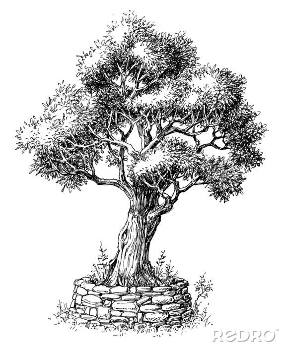Poster Olivenbaum schwarz-weiß Skizze