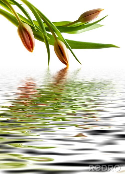 Poster Orange Blumen im Wasser