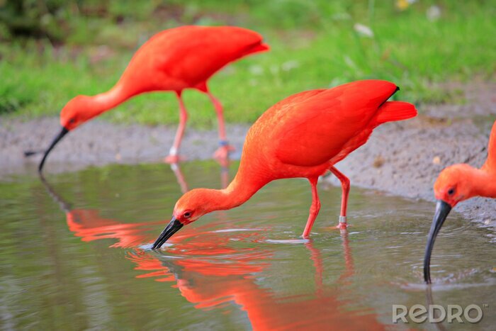 Poster Orangefarbene Vögel am Wasser