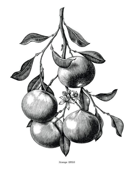 Poster Orangen hängen an Ästen Skizze