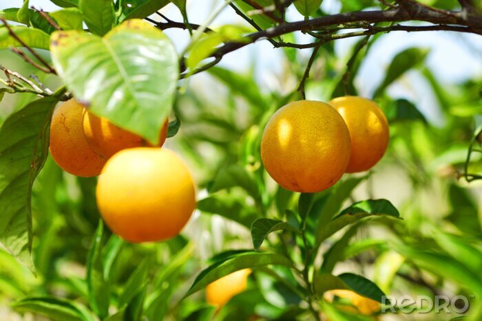 Poster Orangenfrüchte am Baum