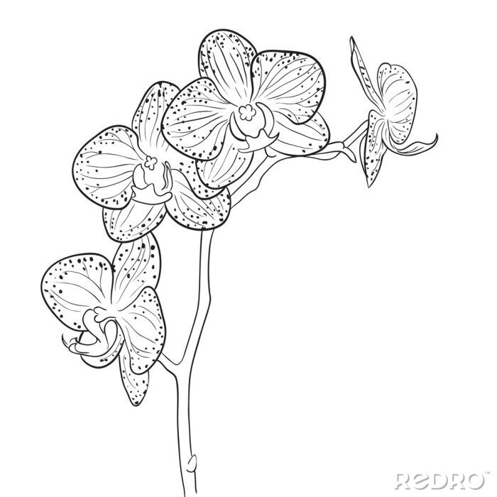 Poster Orchidee Blütenblätter mit schwarzen Flecken bedeckt