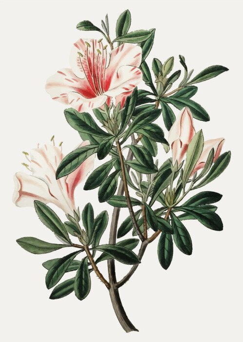 Poster Orchidee Blumen begleitet von grünen Blättern