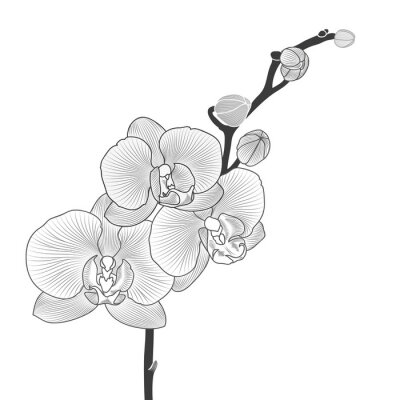 Poster Orchidee Blumen und Knospen auf schwarzem Zweig