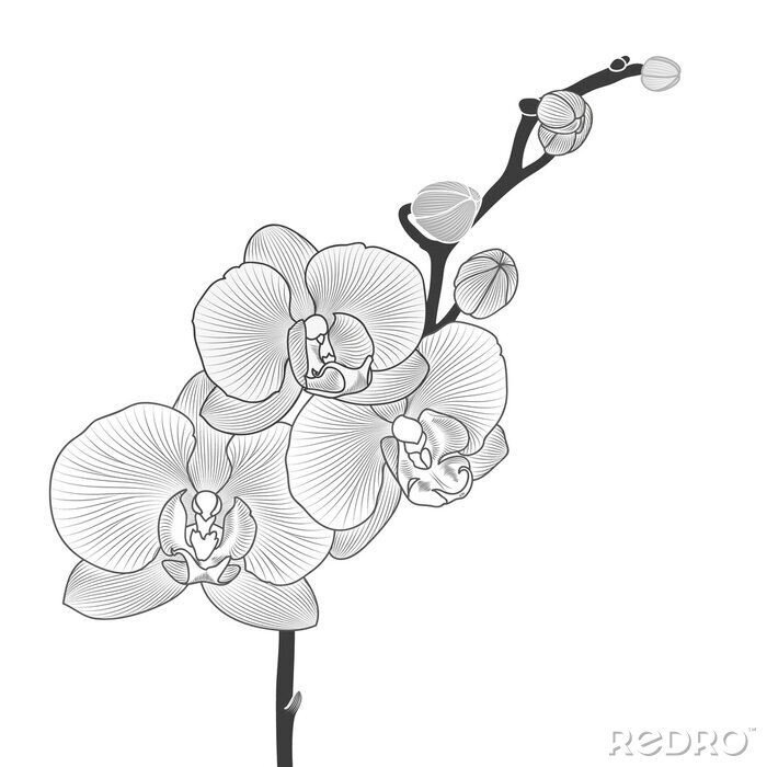 Poster Orchidee Blumen und Knospen auf schwarzem Zweig