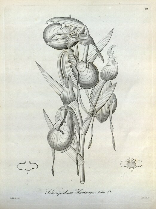 Poster Orchidee botanische Bleistiftskizze