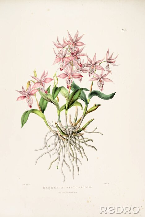 Poster Orchidee botanische Skizze