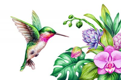 Poster Orchidee im Strauß und bunter Kolibri