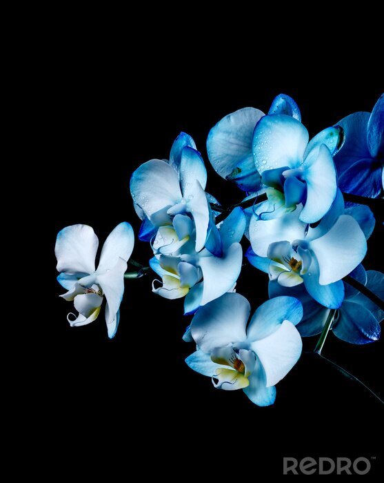 Poster Orchidee in Blau