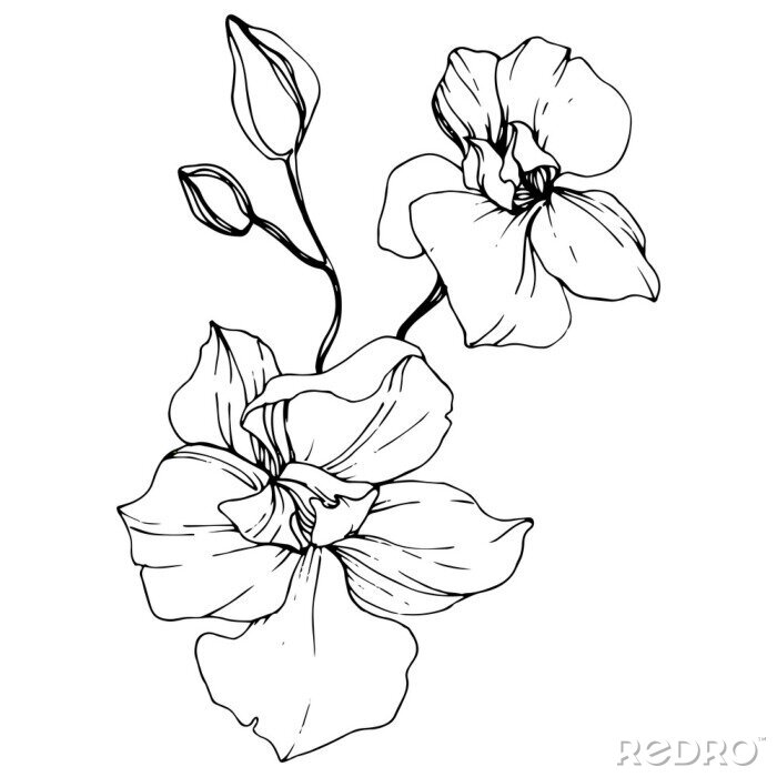 Poster Orchidee minimalistisch in Schwarz und Weiß