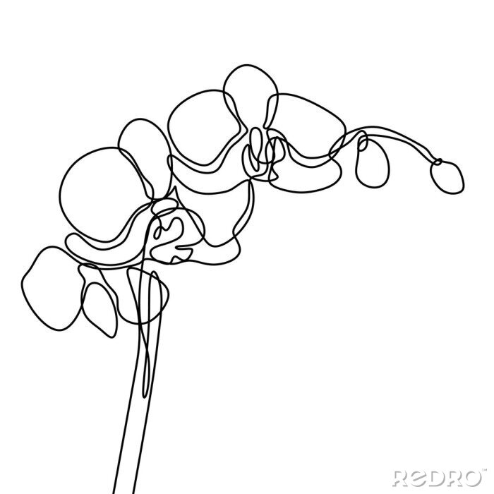 Poster Orchidee mit einer einzigen Linie skizziert