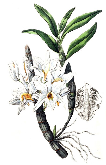 Poster Orchidee mit gelber Mitte auf grünem Stiel