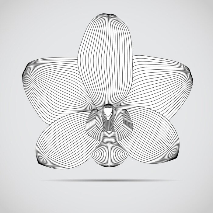 Poster Orchidee moderne Liniengrafik