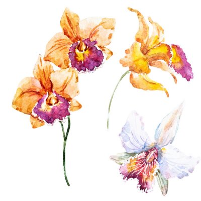 Poster Orchidee orange Blütenblätter mit Aquarell gemalt