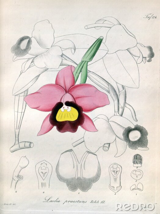 Poster Orchidee Skizze Aufbau der Blume