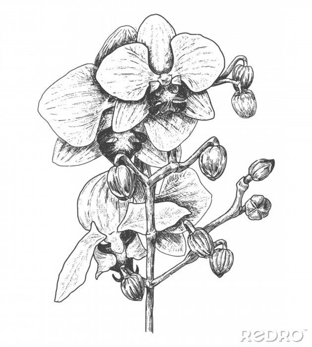 Poster Orchidee Skizze mit Bleistift schattiert