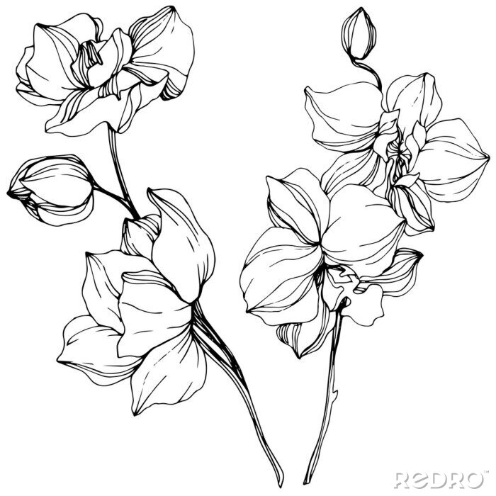 Poster Orchidee Skizze mit schwarzem Strich
