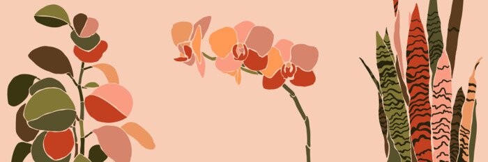 Poster Orchidee und Sansevieria in warmen Farben