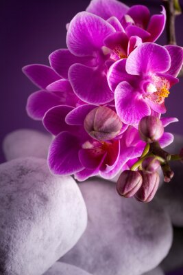 Orchidee und Steine in weißer Farbe