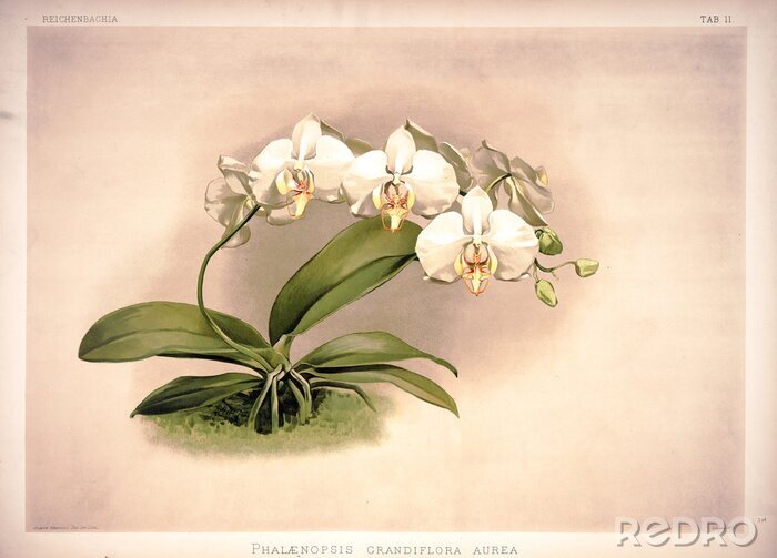 Poster Orchidee weiß auf gealtertem Hintergrund