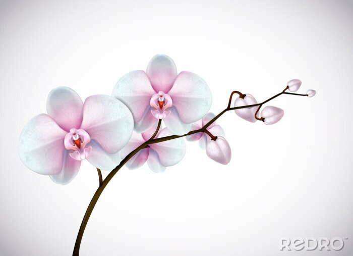 Poster Orchidee weiß drei Blumen auf einem Zweig