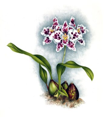 Poster Orchidee weiß gesprenkelte Blütenblätter