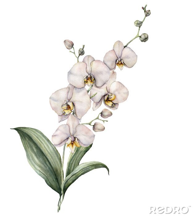 Poster Orchidee weiß mit Wasserfarben gemalt