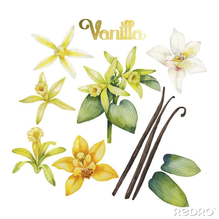 Poster Orchidee weiß und Vanilleblüten und -blätter