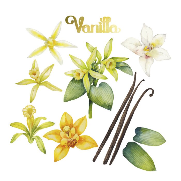 Poster Orchidee weiß und Vanilleblüten und -blätter
