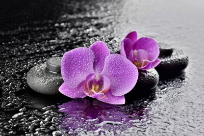 Sticker Orchideen mit Basaltsteinen