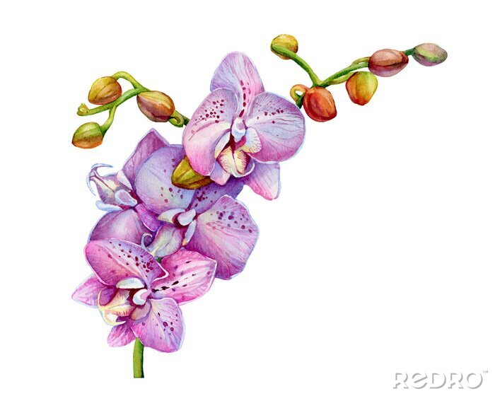 Poster Orchideenblüten voller Sommersprossen