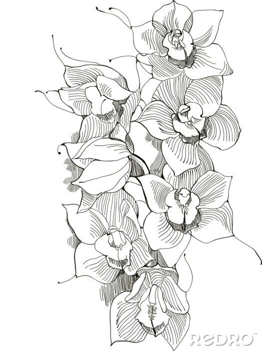 Poster Orchideenblütenblätter mit schwarzem Strich gezeichnet