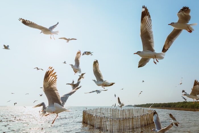 Poster Ostsee und Möwen