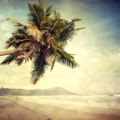 Poster Palme auf einer unbewohnten Insel