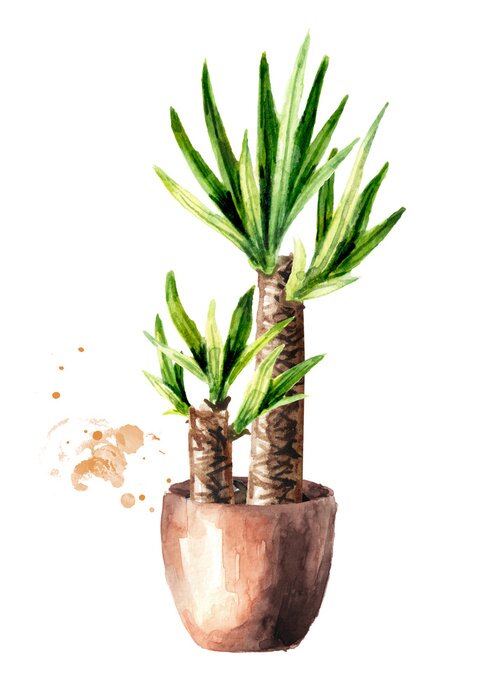 Poster Palme im Topf Aquarell-Illustration