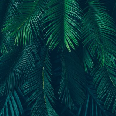 Palme und dunkelgrüne Blätter
