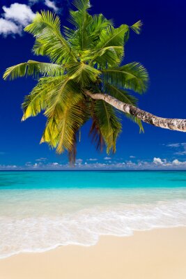 Palmen am Strand und tropisches Meer