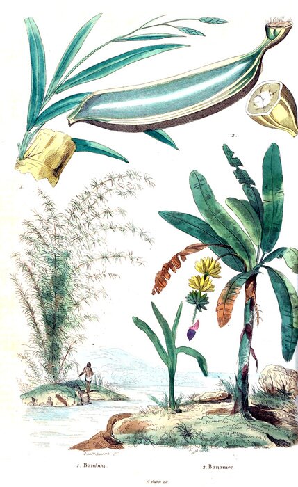 Poster Palmen am Wasser Natur-Illustration