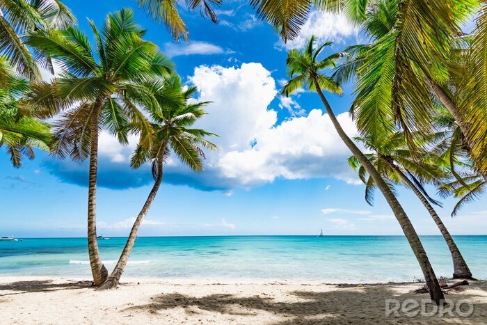 Poster Palmen auf tropischer Insel