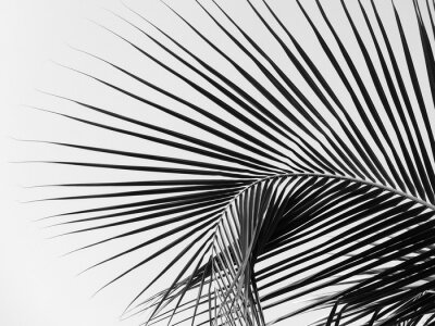 Palmen schwarz-weiß 3D