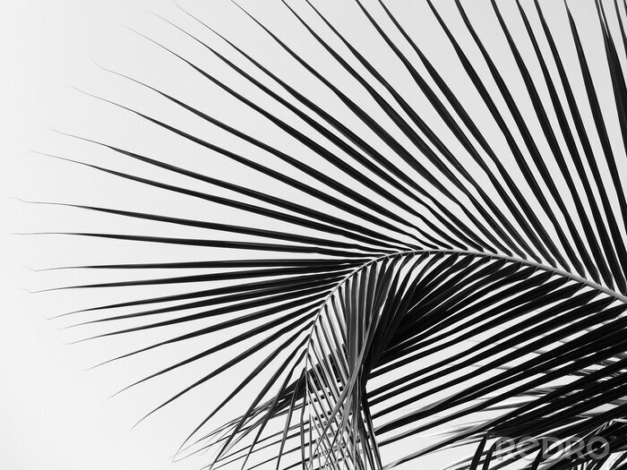 Poster Palmen schwarz-weiß 3D