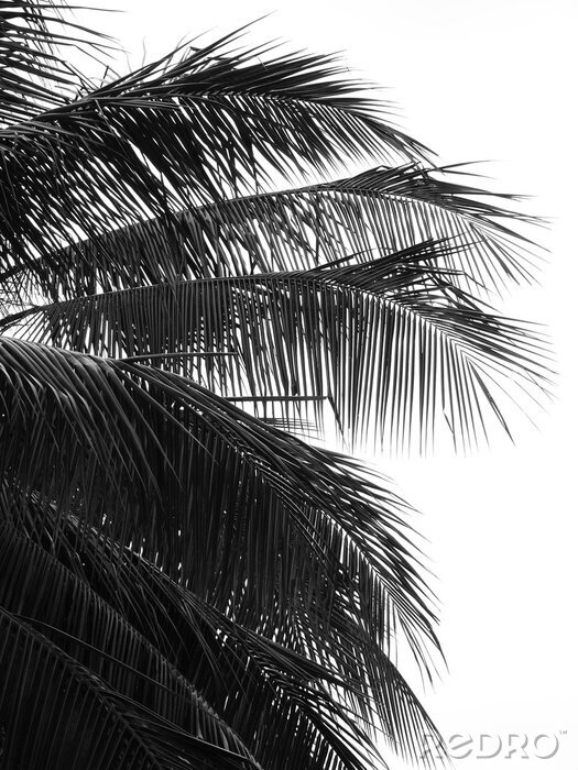 Poster Palmen schwarz-weiß aus nächster Nähe