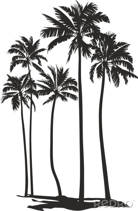 Poster Palmen schwarz-weiß dunkle Konturen