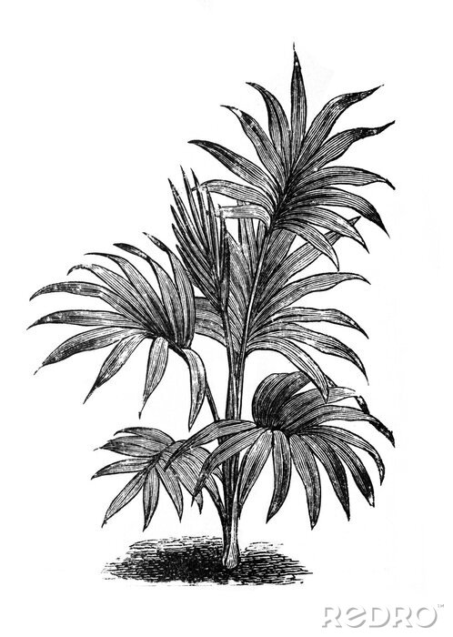 Poster Palmen schwarz-weiß Skizze der Blätter