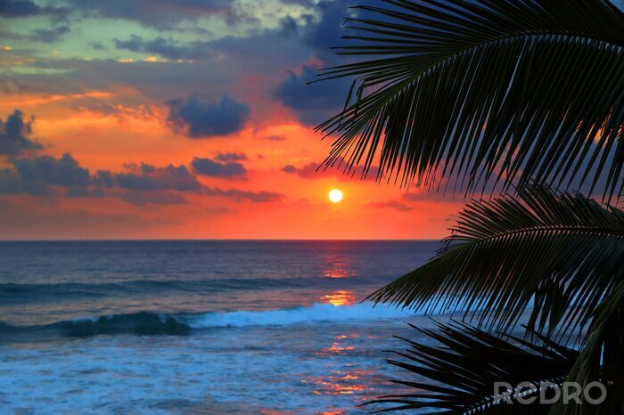 Poster Palmen Sonnenuntergang